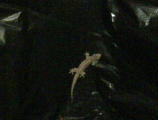 IMG00215-20100103-1911.jpg