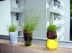 June 2010 - esf plants