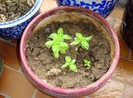 June 2010 - esf plants b